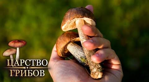 Мифы о грибах. Царство грибов