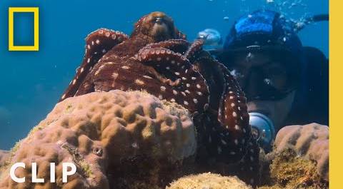 An octopus reaches out | National Geographic