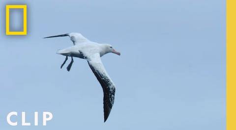 Behind the scenes: Flying a drone like albatross | Incredible Animal Journeys | National Geographic