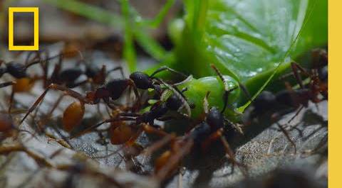 Watch as a swarm of army ants devour their prey | Jungle Predators | A Real Bug