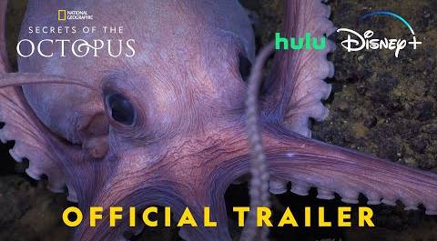 Secrets of the Octopus | Official Trailer | National Geographic