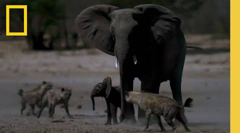 Hyena Clan Attacks Baby Elephant | Savanna Queens | National Geographic