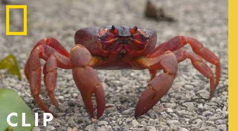 Perilous Red Crab Migration | Incredible Animal Journeys | National Geographic
