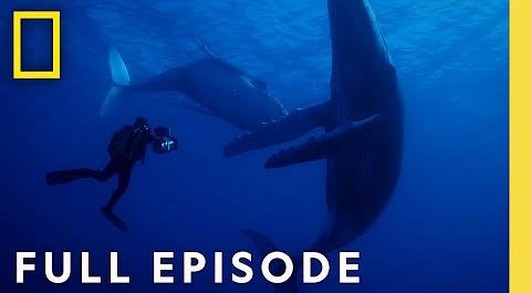 Behind the Scenes of Incredible Animal Journeys (Full Episodes) | National Geographic