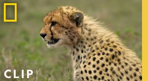Animal Showdown: Cheetah vs. Zebra Family | National Geographic