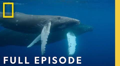 Oceans Odysseys: Incredible Animal Journeys (Full Episode) | National Geographic
