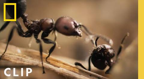 Acacia Ants Vs. Elephant | A Real Bug
