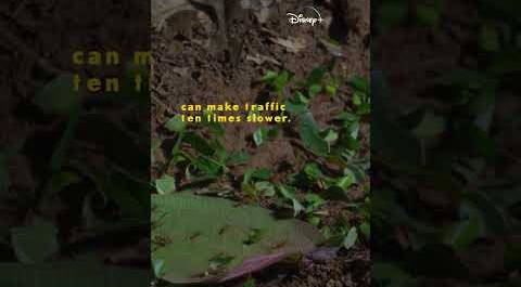 Leafcutter Ant Traffic Jam | National Geographic #Shorts
