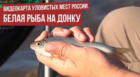 Белая рыба на донку \ Видеокарта уловистых мест России.