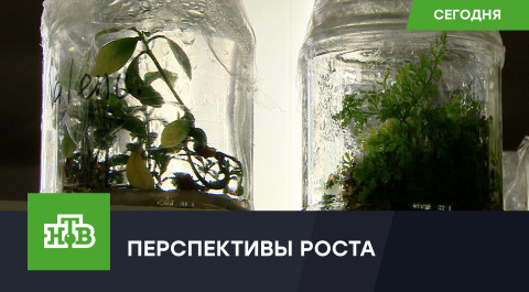 В России создадут национальный центр генетических ресурсов растений