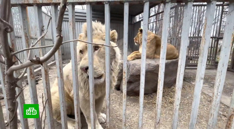 Российские зоопарки собирают гуманитарную помощь для животных Донбасса и Украины