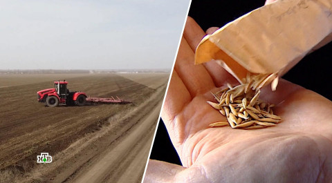 Когда в России начнется борьба за независимость от импортных семян