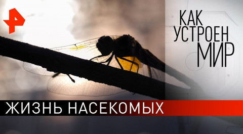 Жизнь насекомых. "Как устроен мир" с Тимофеем Баженовым (29.07.21).
