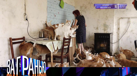 «За гранью»: «Кошки москвички» | Остросоциальное ток-шоу с Сергеем Соседовым на НТВ