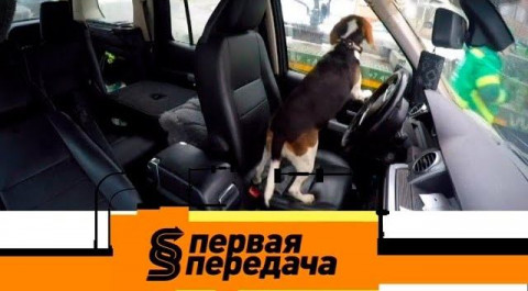 "Первая передача": законно ли эвакуировать машину с собакой внутри и как навести порядок в салоне?