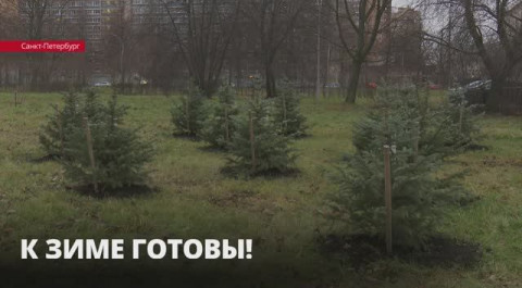 В Петербурге готовят к зиме молодые насаждения