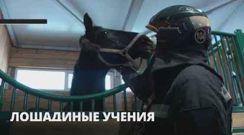 Во Всеволожском районе отработали навыки спасения лошадей во время пожара