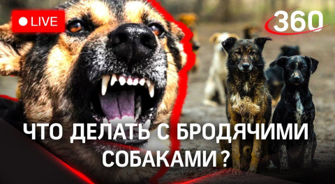 Бродячие собаки загрызли девочку. Что делать с одичавшими на улицах псами в России?Прямая трансляция
